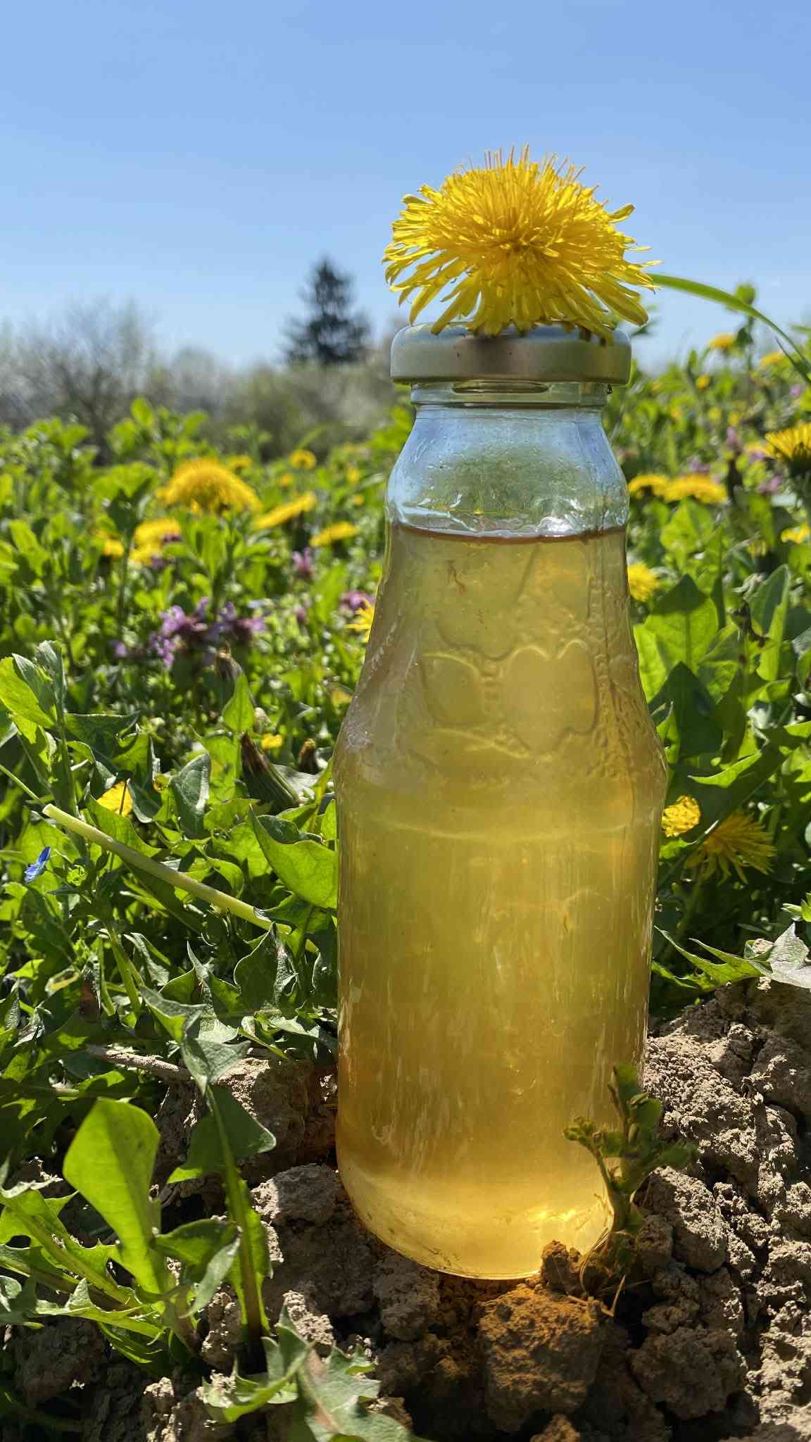 🌼 Sirop de păpădie – aur lichid din natură