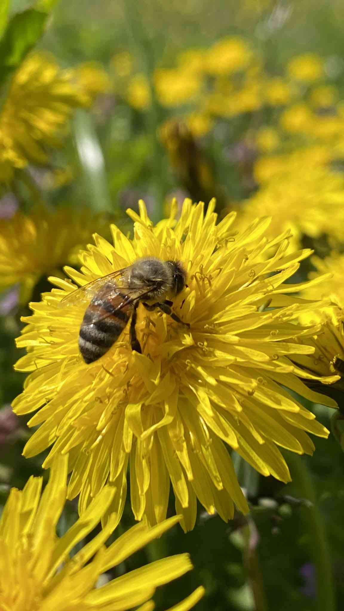 🍯 Miere de albine naturală – aur din stupină