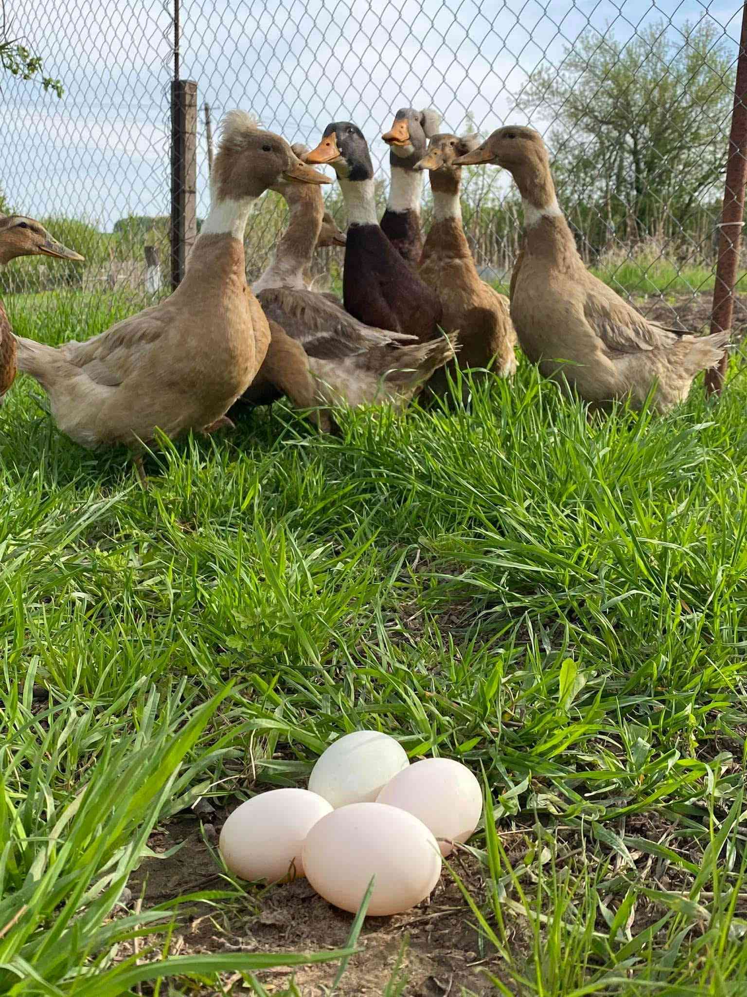 🦆 Ouă de rață crescute la sol – gust autentic de țară