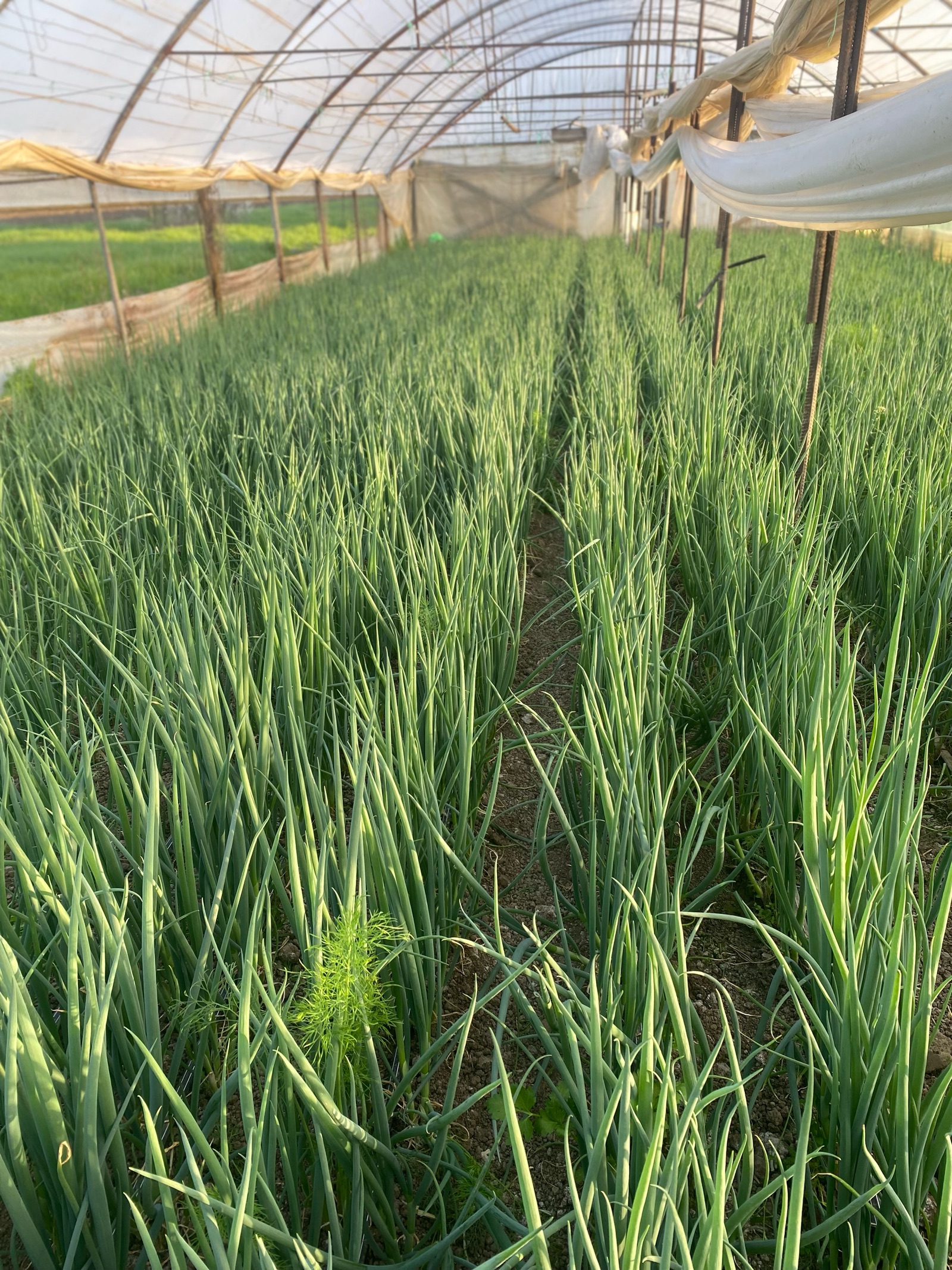 ceapă verde