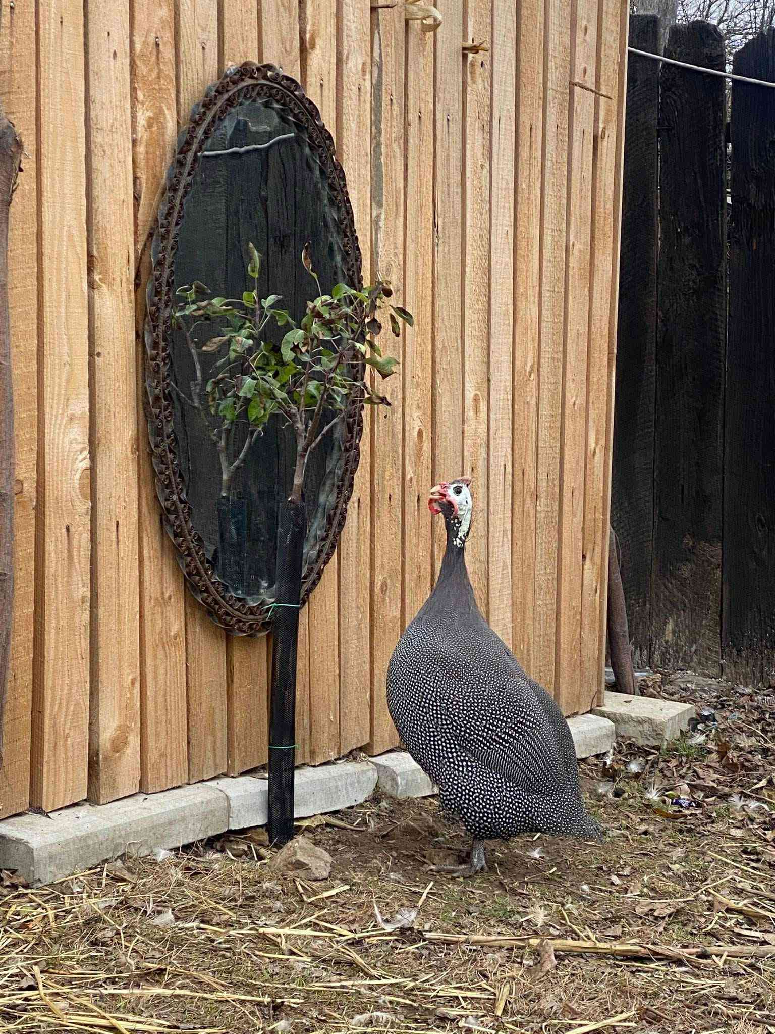 🐦 Ouă de bibilică – delicatesă de țară, gust intens și autentic