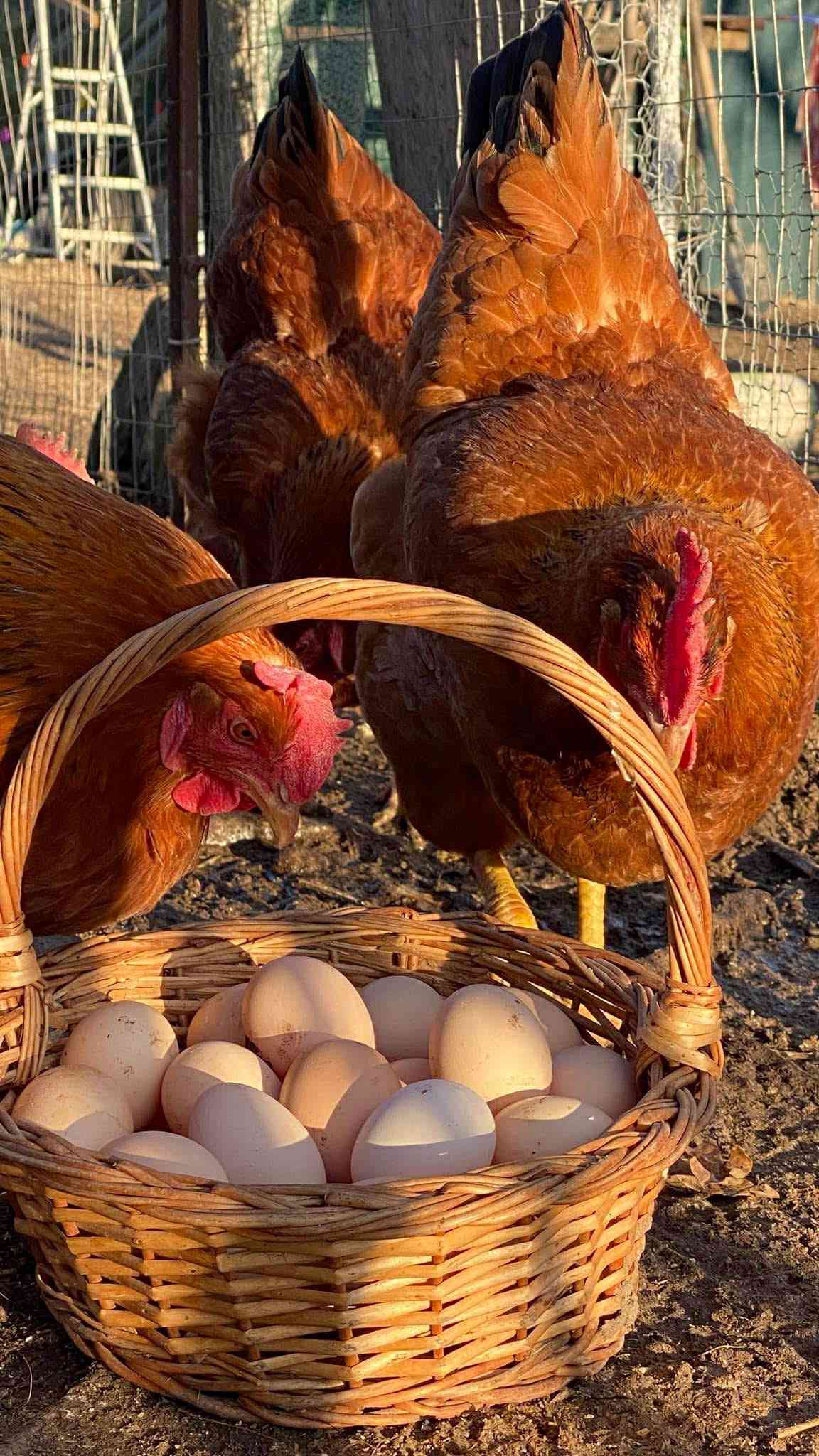 🐔 Ouă de găină crescute la sol – gust adevărat de țară