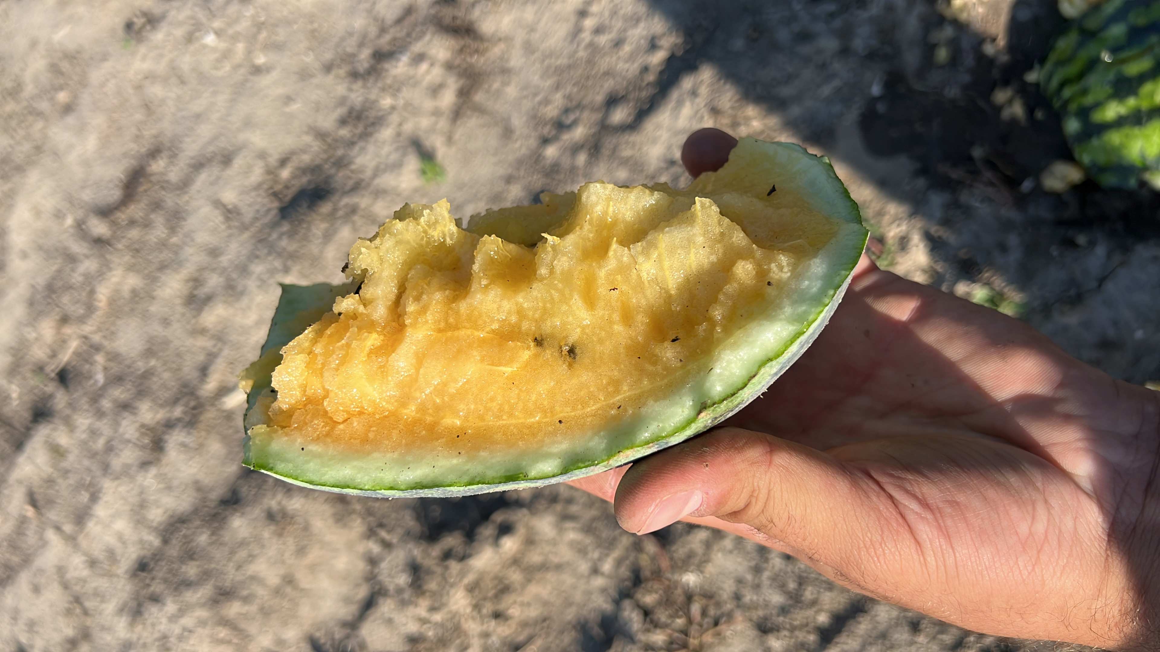Pepene verde cu miez galben