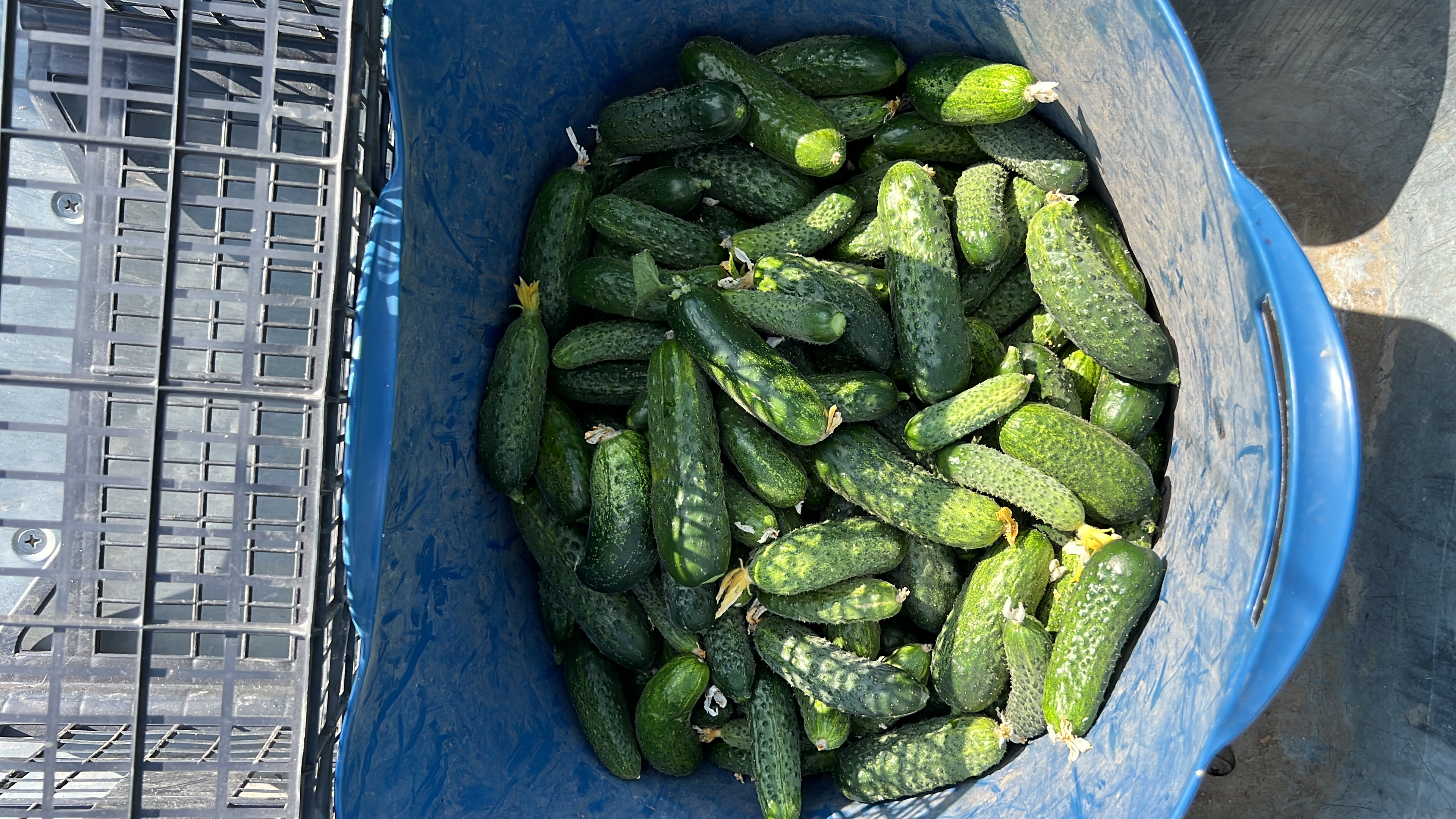 Castraveți cornichon